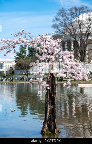 Stumpy, der geliebte Baum am Tidal Basin, in seiner letzten Blüte von 2024 mit Kirschblüten zum letzten Mal, bevor der Baum gefällt wird Stockfoto