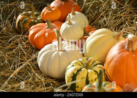 Herbst Kürbisse Hintergrund. Verschiedene Farben und Sorten von Kürbissen und Kürbissen. Stockfoto