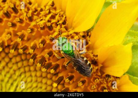 Metallic Green Sweat Bee auf einer Sonnenblume Stockfoto