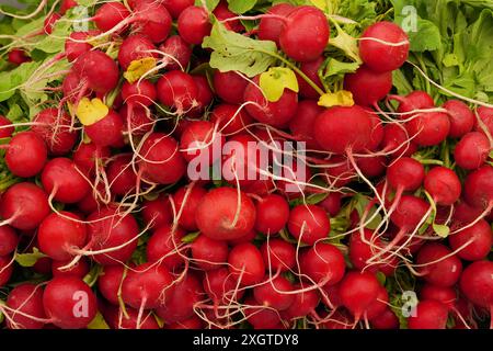 Ein Haufen frischer roter Radieschen auf dem Markt Stockfoto