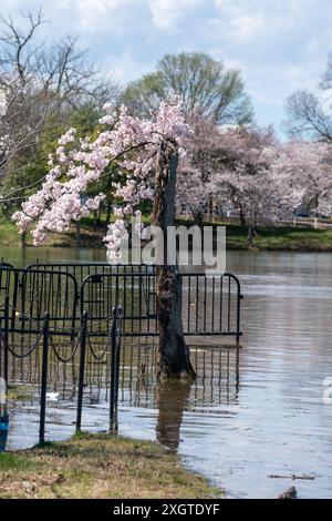 Stumpy, der geliebte Baum am Tidal Basin, in seiner letzten Blüte von 2024 mit Kirschblüten zum letzten Mal, bevor der Baum gefällt wird Stockfoto