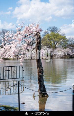 Stumpy, der geliebte Baum am Tidal Basin, in seiner letzten Blüte von 2024 mit Kirschblüten zum letzten Mal, bevor der Baum gefällt wird Stockfoto