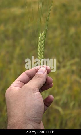 Die Hand des Mannes hält Gerstenkorn-Cluster mit nicht fokussiertem Getreidefeld im Hintergrund (Bierproduktion, Landwirtschaft, Bauernhof) Getreide 2-reihig (TW Stockfoto