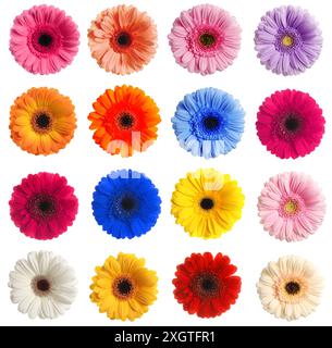 Viele schöne Gerbera Blumen isoliert auf weiß, Set Stockfoto