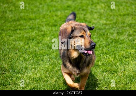 Ein brauner und weißer Hund steht auf einem grünen Feld Stockfoto