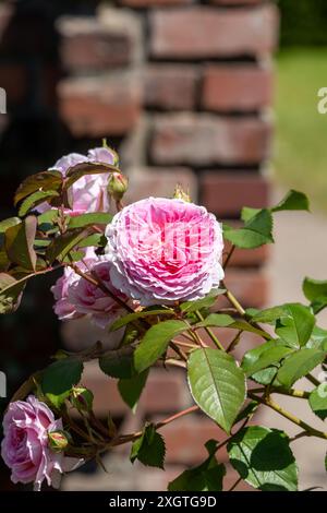 Leuchtend rosa Floribunda Rose blüht in einem üppigen Busch aus leuchtend grünen Blättern Stockfoto