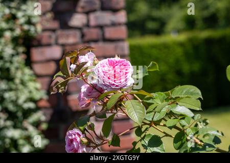 Leuchtend rosa Floribunda Rose blüht in einem üppigen Busch aus leuchtend grünen Blättern Stockfoto