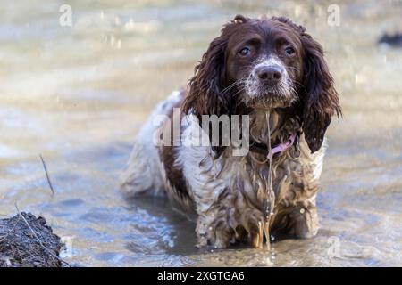 Der englische Springer Spaniel Dog stand nass in einer Schlammpfütze Stockfoto