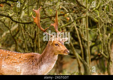 Ein neugieriger Hirsch steht in einem Wald umgeben von Bäumen und beobachtet friedlich seinen natürlichen Lebensraum. Stockfoto