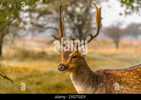 Ein Hirsch steht in einem üppigen Herbstwald in den Amsterdamse Waterleidingduinen, umgeben von lebhaftem Grün und natürlicher Schönheit. Stockfoto