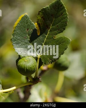 Landwirtschaft von Gran Canaria - reifende Feige natürlicher Makro-floraler Hintergrund Stockfoto