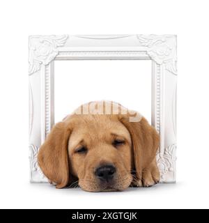 Ein entzückender, 7 Wochen alter Labrador-Hündchen, der sich durch einen weißen Bilderrahmen hinlegt. Kopf nach unten, Schlafen. Isoliert auf weißem Hintergrund. Stockfoto