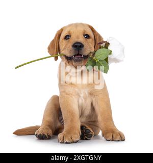 Ein entzückender, 7 Wochen alter Labrador-Hündchen, der vorne sitzt. Kopf nach oben, Blick auf die Kamera. Er hält eine falsche weiße Rose zwischen den Zähnen. Isoliert am Stockfoto