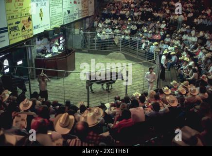 Auktion von Longhorn in Fort Worth Stockyards 1980 Verkaufsscheune Stockfoto