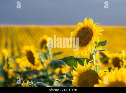 Sonnenblume in voller Blüte im Feld der Sonnenblumen Stockfoto