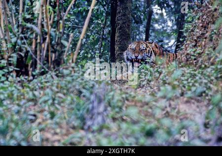 Der sibirische Tiger oder Amurtiger ist eine Population der Tigersubart Panthera tigris tigris, die im russischen Fernen Osten, Nordostchina und po beheimatet ist Stockfoto