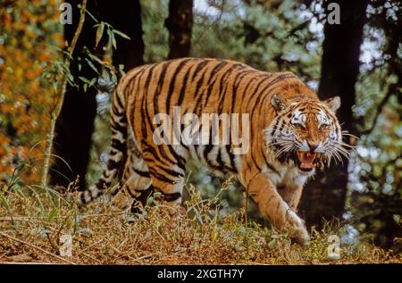 Der sibirische Tiger oder Amurtiger ist eine Population der Tigersubart Panthera tigris tigris, die im russischen Fernen Osten, Nordostchina und po beheimatet ist Stockfoto