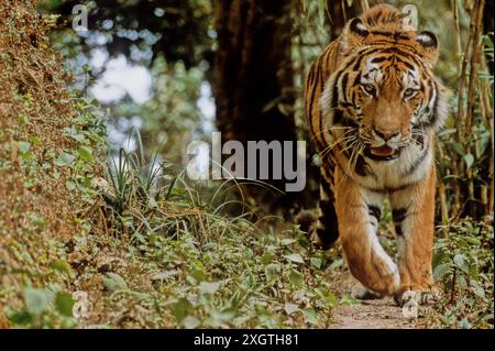 Der sibirische Tiger oder Amurtiger ist eine Population der Tigersubart Panthera tigris tigris, die im russischen Fernen Osten, Nordostchina und po beheimatet ist Stockfoto