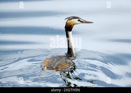 DEU, Deutschland, Nordrhein-Westfalen, Ruhrgebiet, Essen, 08.07.2024: ein Haubentaucher auf dem Essener Baldeneysee *** DEU, Deutschland, Nordrhein-Westfalen, Ruhrgebiet, Essen, 08 07 2024 ein toller Haubenvogel am Baldeney-See in Essen Stockfoto