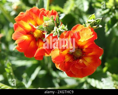 Cinquefoil, Potentilla „Gibson's Scarlet“, Rosaceae. Ursprung Des Gartens. Stockfoto