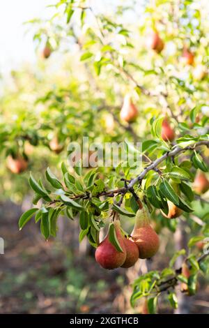 Red Bartlett Birnen aus nächster Nähe in einem Orchard. Stockfoto