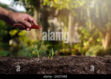 Landwirt mit Schaufel, der jungen Keimlingspflanzen Granulatdünger gibt. Stockfoto