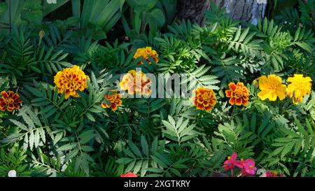 Marigold wächst im Blumenbeet. Orangenpflanzen. Gartenarbeit. Er wird wegen seiner auffälligen Blumen angebaut. Stockfoto