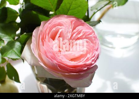 Buschrosen-Blume Pierre de Ronsard. Rosa und weiße Rosen Eden Rose 85 in voller Blüte. Stockfoto