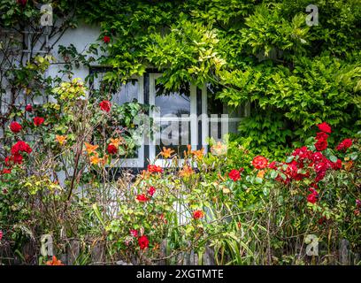 Klettern Sie Pflanzen und Rosen um ein kleines Fenster eines traditionellen englischen Landhauses. Stockfoto