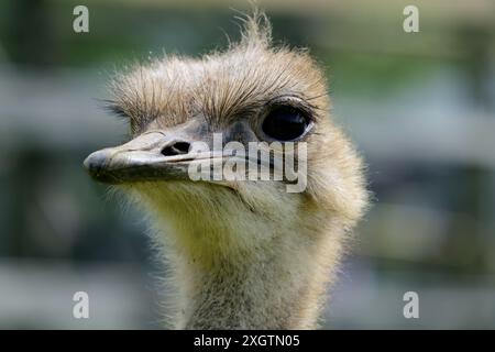 Ein südafrikanischer Strauß im Dartmoor Zoo in Devon. Stockfoto