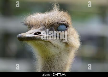 Ein südafrikanischer Strauß im Dartmoor Zoo in Devon. Stockfoto