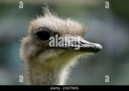 Ein südafrikanischer Strauß im Dartmoor Zoo in Devon. Stockfoto