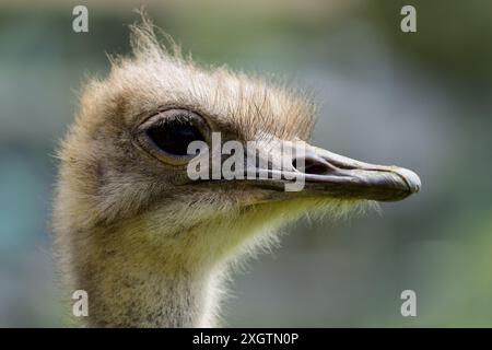 Ein südafrikanischer Strauß im Dartmoor Zoo in Devon. Stockfoto