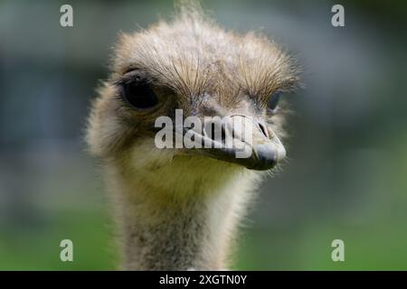 Ein südafrikanischer Strauß im Dartmoor Zoo in Devon. Stockfoto