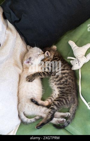 Blick von oben auf die herzliche Szene zweier entzückender Kätzchen, die sich im Schlaf kuscheln. Die Tabby- und Creme-Kätzchen liegen auf einer leuchtend grünen Decke verschlungen und bilden einen Stockfoto
