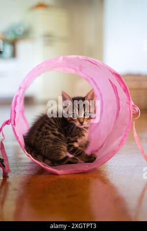 Ein entzückendes Tabby-Kätzchen sitzt in einem rosafarbenen Spielzeugtunnel und blickt neugierig auf die Kamera, die verspielten Augen und das weiche Fell in einem warmen Innenbereich Stockfoto
