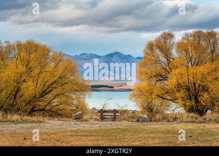 Holzbank inmitten eines gelben Baumes am See im Herbstwald am Lake Tekapo, Neuseeland Stockfoto