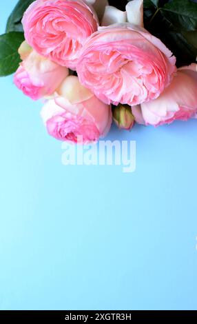 Strauß von rosa Blumen der Strauchrose Pierre de Ronsard (Eden Rose 85) auf blauem Hintergrund. Kopierbereich. Vertikales Foto. Stockfoto