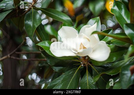 Ein atemberaubender Blick aus nächster Nähe auf eine weiße Magnolienblüte mit ihren leuchtenden Blütenblättern und dem zentralen Kegel vor dem Hintergrund dunkelgrüner Blätter. Stockfoto
