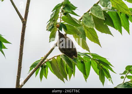 Stachelohrenbulbul oder Pycnonotus conradi Vogel, der im tropischen Garten auf Ästen hockt und Samenfrüchte isst Stockfoto