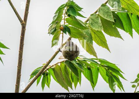 Stachelohrenbulbul oder Pycnonotus conradi Vogel, der im tropischen Garten auf Ästen hockt und Samenfrüchte isst Stockfoto