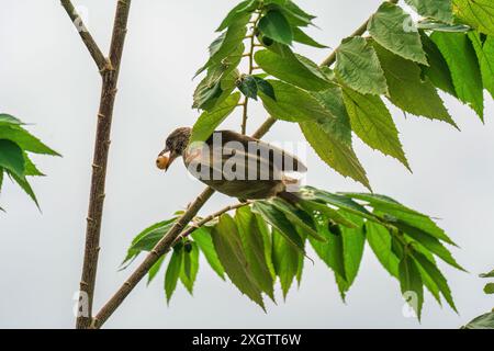 Stachelohrenbulbul oder Pycnonotus conradi Vogel, der im tropischen Garten auf Ästen hockt und Samenfrüchte isst Stockfoto