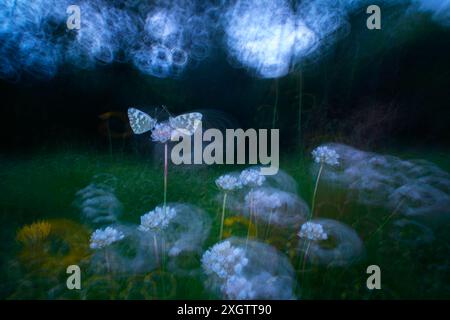 Dieses Kunstbild fängt eine ätherische Szene mit einem Schmetterling ein, der auf einer Blume thront, inmitten traumhafter, weicher, verschwommener Lichter und Flora, die einen anregen Stockfoto