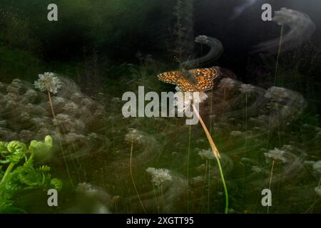 Ein fesselndes Kunstfoto mit einem Schmetterling, der zart auf einer Blume thront, umgeben von einer traumhaften Unschärfe aus grünem Laub und Blumen Stockfoto