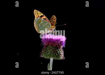 Eine wunderschöne, detailreiche Makroaufnahme, die einen bunten Schmetterling, Argynnis pandora, einfängt, der auf der leuchtend violetten Blüte einer Distelblume auf einem scharfen Bla ruht Stockfoto