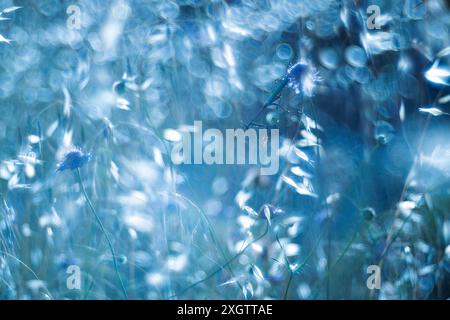 Ein fesselndes Bild mit einer Empusa pennata, eingebettet zwischen zarten Blumen, die durch Makrofotografie in einem sanften, traumhaften Blauton gerendert werden Stockfoto