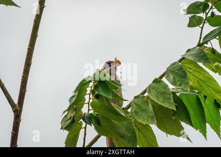 Stachelohrenbulbul oder Pycnonotus conradi Vogel, der im tropischen Garten auf Ästen hockt und Samenfrüchte isst Stockfoto