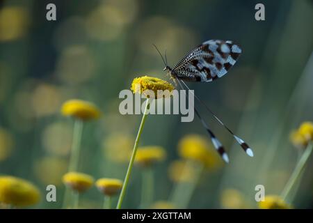 Nahaufnahme einer Nemoptera bipennis, ein deutliches Insekt mit langen Antennen und schwanzartigen Verlängerungen, die zart auf einer leuchtend gelben Blume am thront Stockfoto