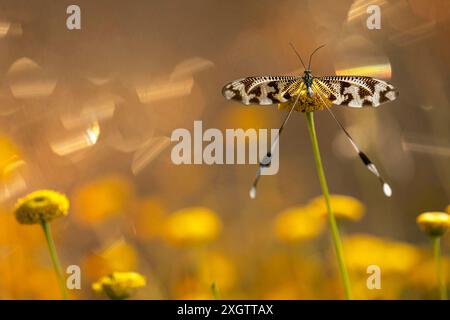 Eine elegante Nemoptera bipennis, oder Fadenflügelschnürung, thront zart auf einer gelben Blume, die sich im ätherischen Glanz des goldenen Stundenlichts sonnt. Stockfoto