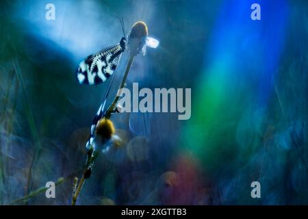 Ein fesselndes Makrofoto fängt die zarten Details von Nemoptera Bipennis oder Fadenflügelschnürung ein. Stockfoto